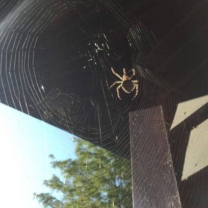 14215158_10205305014344570_1908864825_o